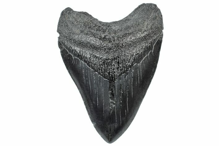 Fossil Megalodon Tooth - South Carolina #306295